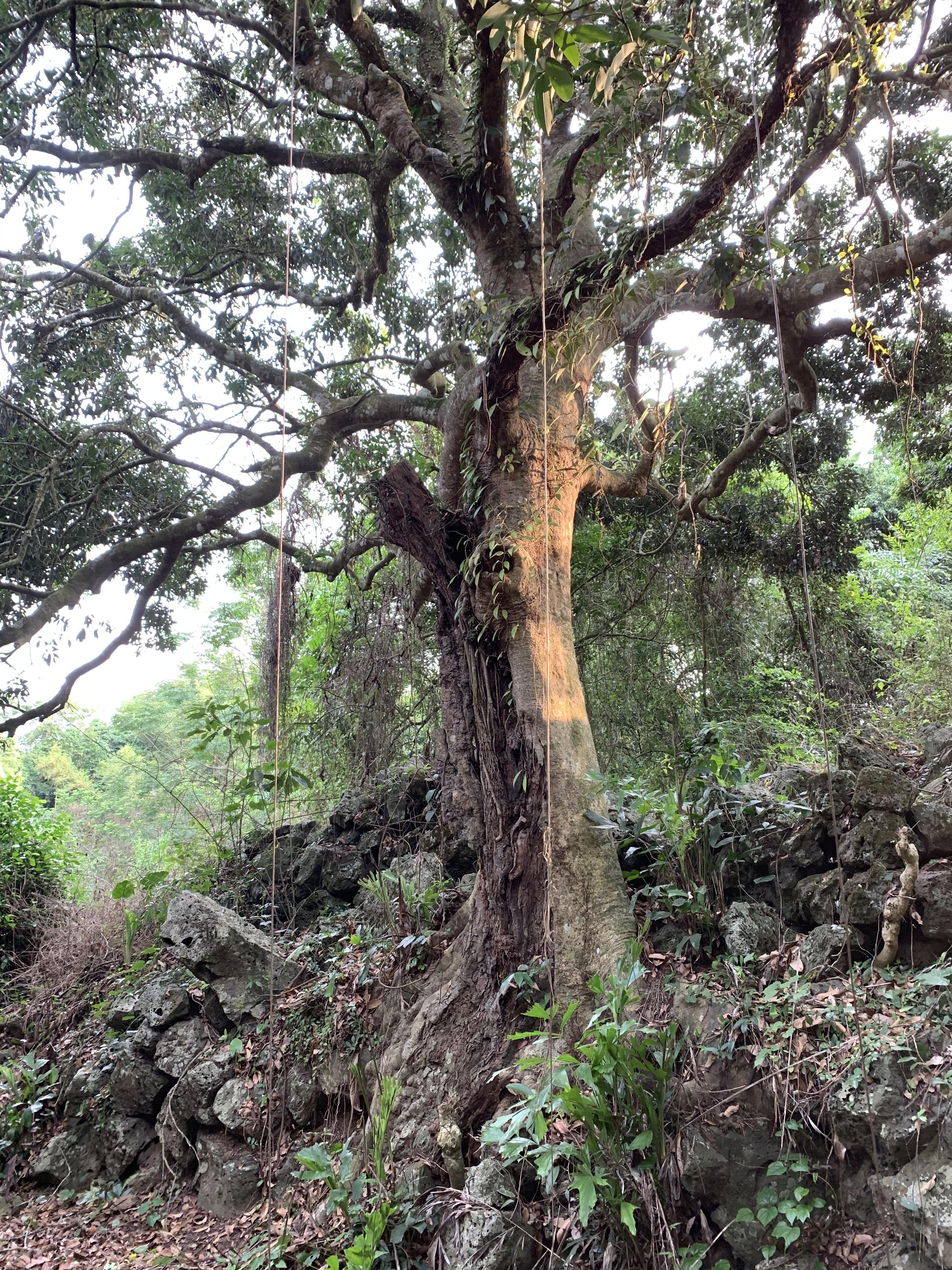 石山镇交通新动态，发展助力地方繁荣