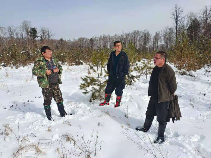 林甸县长青林场最新项目，绿色发展的探索与实践