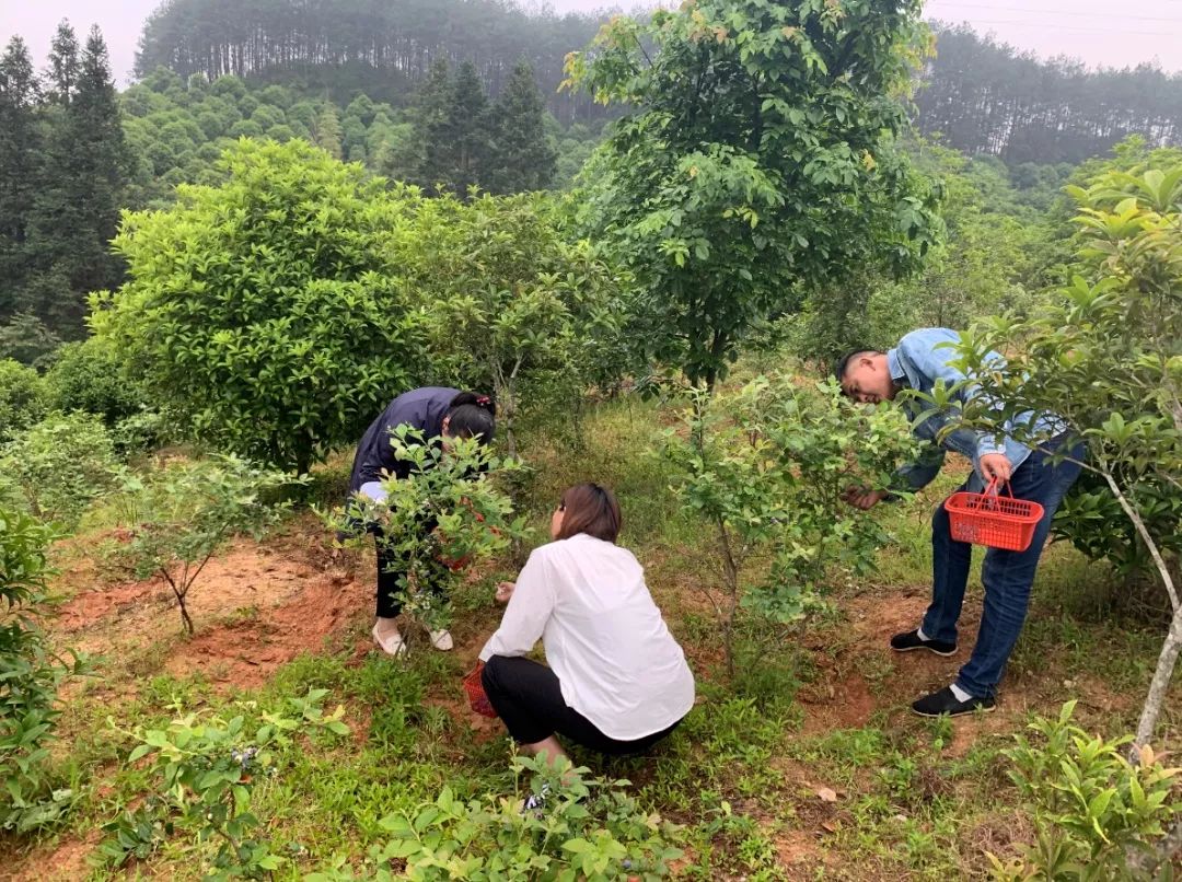 兰采乡新项目，乡村发展的强大引擎驱动力