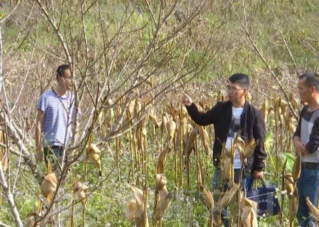 文山村新任领导引领村庄迈向辉煌