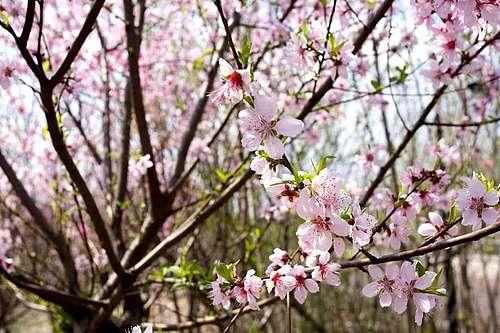 梨花镇未来乡村蓝图，发展规划揭秘