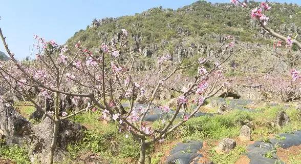 三塘村委会天气预报更新通知